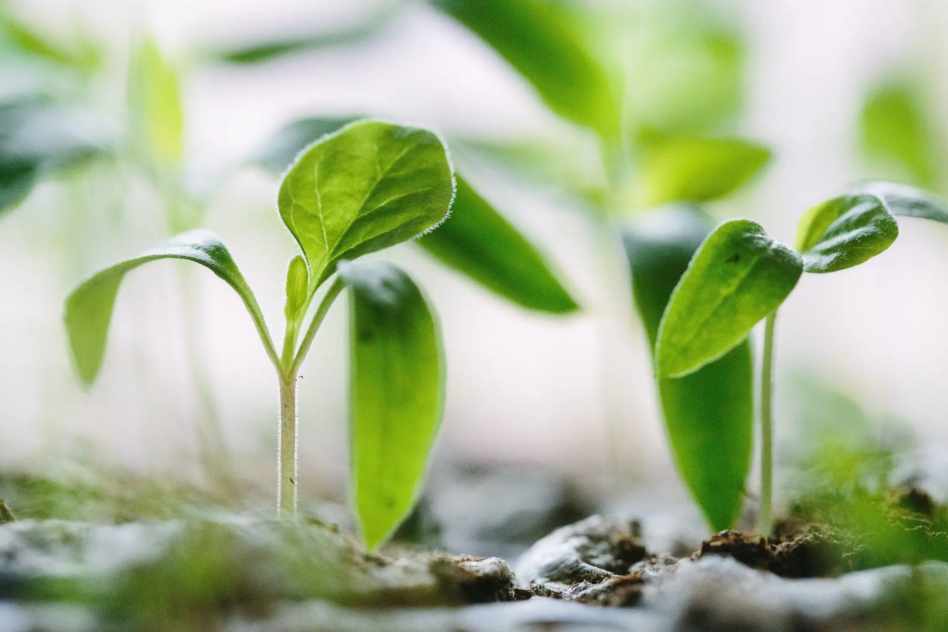Closeup of two plant sprouts growing